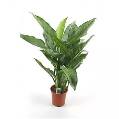 Аглаонема Фридман - Aglaonema pictum 'Freedman'. D15 H50