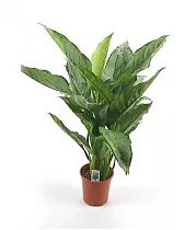 Аглаонема Фридман - Aglaonema pictum 'Freedman'. D15 H50
