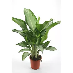 Аглаонема Клеопатра — Aglaonema "Cleopatra" D14 H50