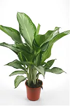 Аглаонема Клеопатра — Aglaonema "Cleopatra" D14 H50