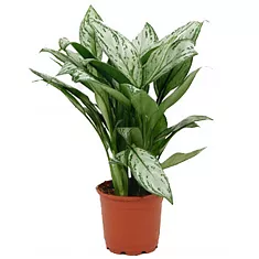 Аглаонема Сильвер Кинг D15 H35