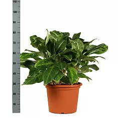 Аглаонема Блэк Лэнс D15 H80