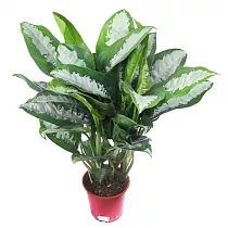 Аглаонема Паттайя Бьюти - Aglaonema Beauty D14 H55