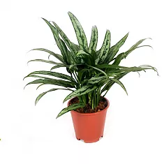 Аглаонема Катласс - Aglaonema 'Cutlass' D14 H40
