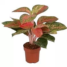 Аглаонема Легаси - Aglaonema legacy D14 H35