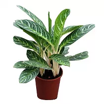 Аглаонема Лемон - Aglaonema Lemon D13 H45