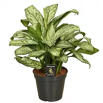 Аглаонема Мария Кристина - Aglaonema Emerald Beauty D12 H40
