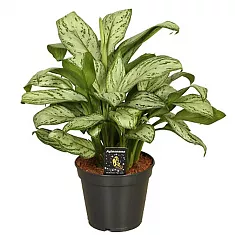 Аглаонема Мария Кристина - Aglaonema Emerald Beauty D12 H40