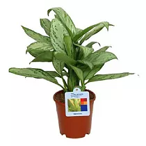 Аглаонема переменчивая - Aglaonema commutatum D12 H35