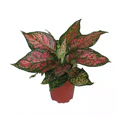 Аглаонема пинк - Aglaonema Pink Valentine Russia D10 H25