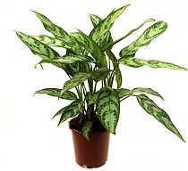 Аглаонема ребристая - Aglaonema costatum D12 H40