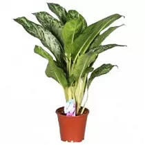 Аглаонема Грин Леди - Aglaonema 'Green Lady' D15 H80