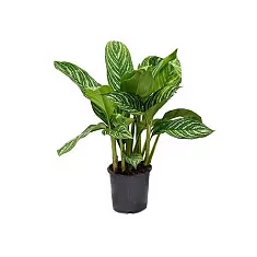 Аглаонема Страйпс - Aglaonema Stripes D17 H60