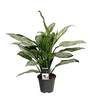 Аглаонема переменчивая Сильвер Квин - Aglaonema comm. 'Silver Queen' D14 H40