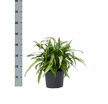 Аглаонема Блэк Лэнс D12 H35