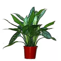 Аглаонема Сильвер Квин (Серебряная королева) Aglaonema Silver Queen D12 H40