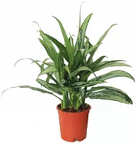 Аглаонема Кутласс - Aglaonema Cutlass (RUSSIA) D12 H40