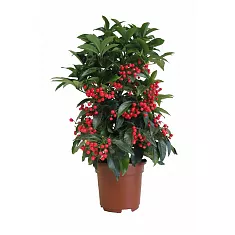 Ардизия - Ardisia D15 H50