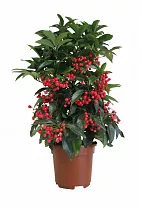 Ардизия - Ardisia D15 H50