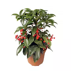 Ардизия - Ardisia D12 H25