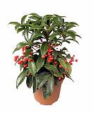 Ардизия - Ardisia D12 H25