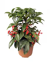 Ардизия - Ardisia D12 H25