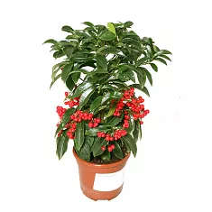 Ардизия - Ardisia D14 H30