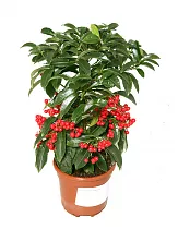 Ардизия - Ardisia D14 H30