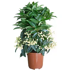Ардизия - Ardisia D14 H40