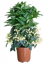 Ардизия - Ardisia D14 H40