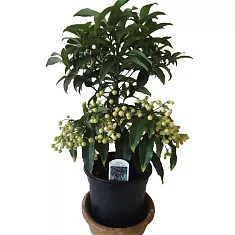 Ардизия - Ardisia D12 H35