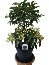 Ардизия - Ardisia D12 H35