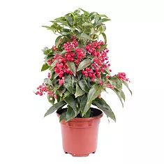 Ардизия - Ardisia D14 H45