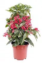 Ардизия - Ardisia D14 H45