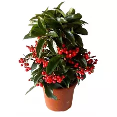 Ардизия - ArdisiaD14 H35