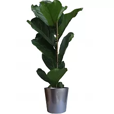 Фикус Лировидный (Лирата) - Ficus lyrata D20 H110