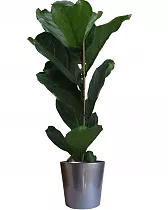 Фикус Лировидный (Лирата) - Ficus lyrata D20 H110