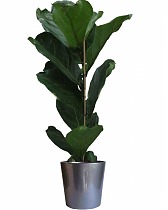 Фикус Лировидный (Лирата) - Ficus lyrata D20 H110