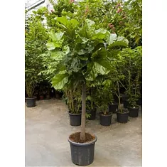 Фикус Лировидный (Лирата) штамб - Ficus lyrata D35 H240