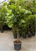 Фикус Лировидный (Лирата) штамб - Ficus lyrata D35 H240