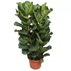 Фикус Лировидный (Лирата) 3 ствола - Ficus lyrata D34 H175