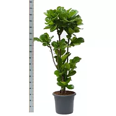 Фикус Лировидный (Лирата) - Ficus lyrata  D35 H180