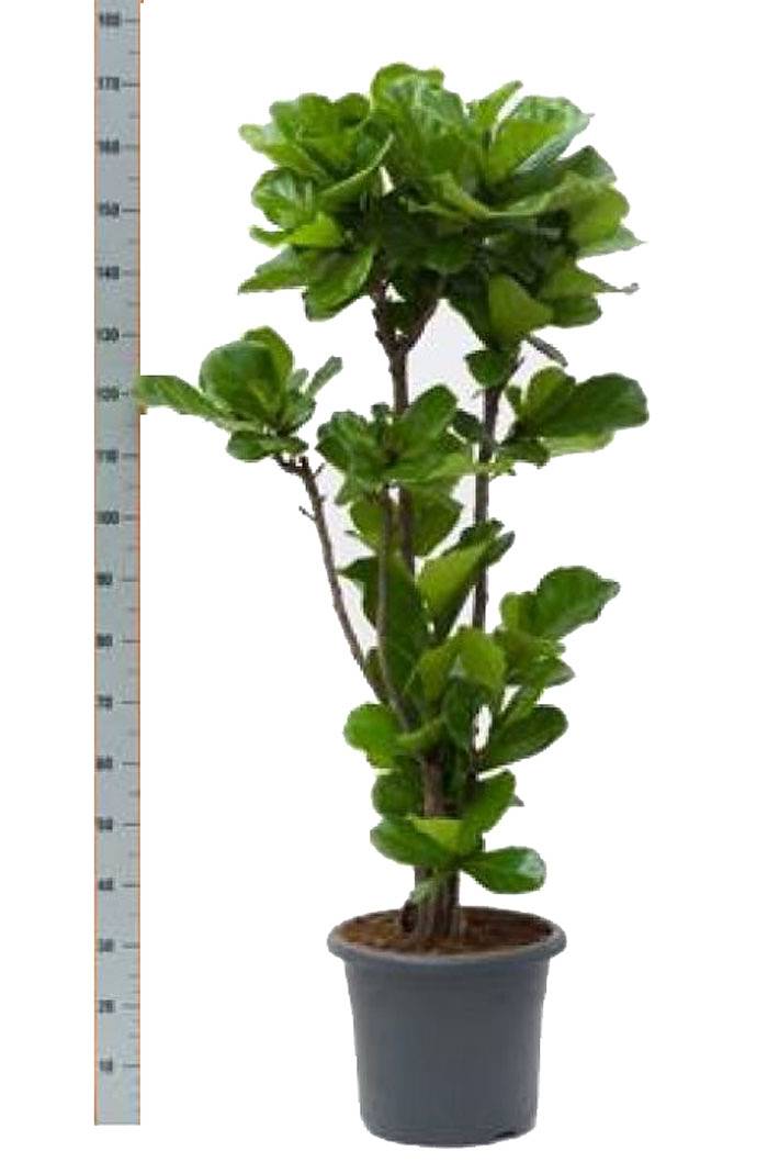 Фикус Лировидный (Лирата) - Ficus lyrata  D35 H180