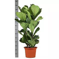 Фикус Лировидный (Лирата) - Ficus lyrata  3 ствола D30 H130
