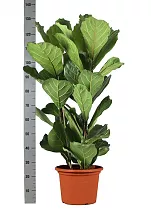 Фикус Лировидный (Лирата) - Ficus lyrata  3 ствола D30 H130