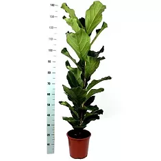 Фикус Лировидный (Лирата) - Ficus lyrata  D30 H140