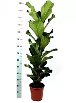 Фикус Лировидный (Лирата) - Ficus lyrata  D30 H140