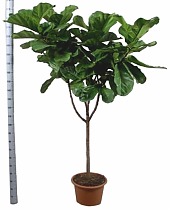 Фикус Лировидный (Лирата) - Ficus lyrata D48 H220
