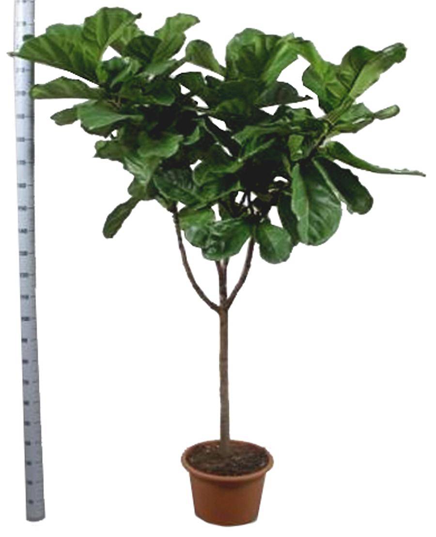 Фикус Лировидный (Лирата) - Ficus lyrata D48 H220