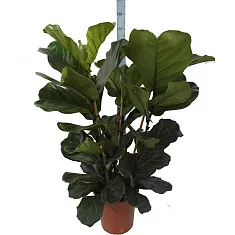 Фикус Лировидный (Лирата) 3 ствола - Ficus lyrata D30 H120